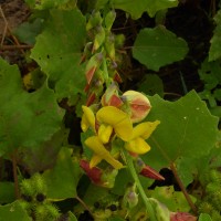 Crotalaria retusa L.